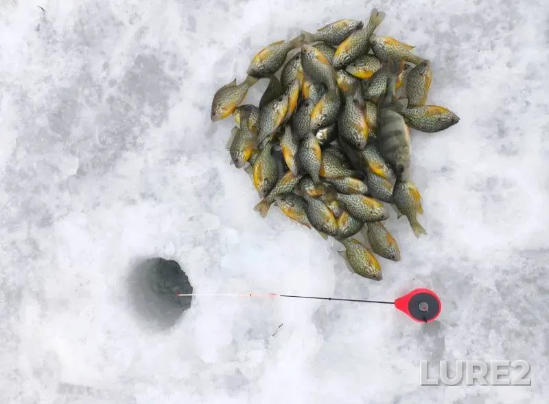 Crucian carp — Khotyn, Jul 26, 2025, 10:00 AM