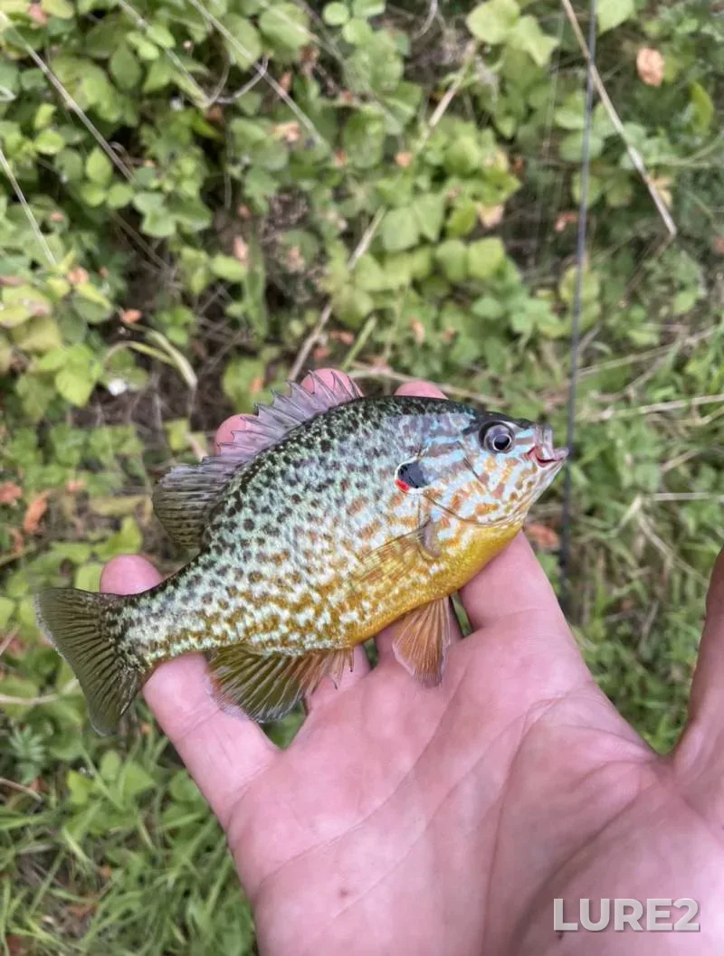 Tench — Usyazha, Jul 26, 2025, 8:47 PM