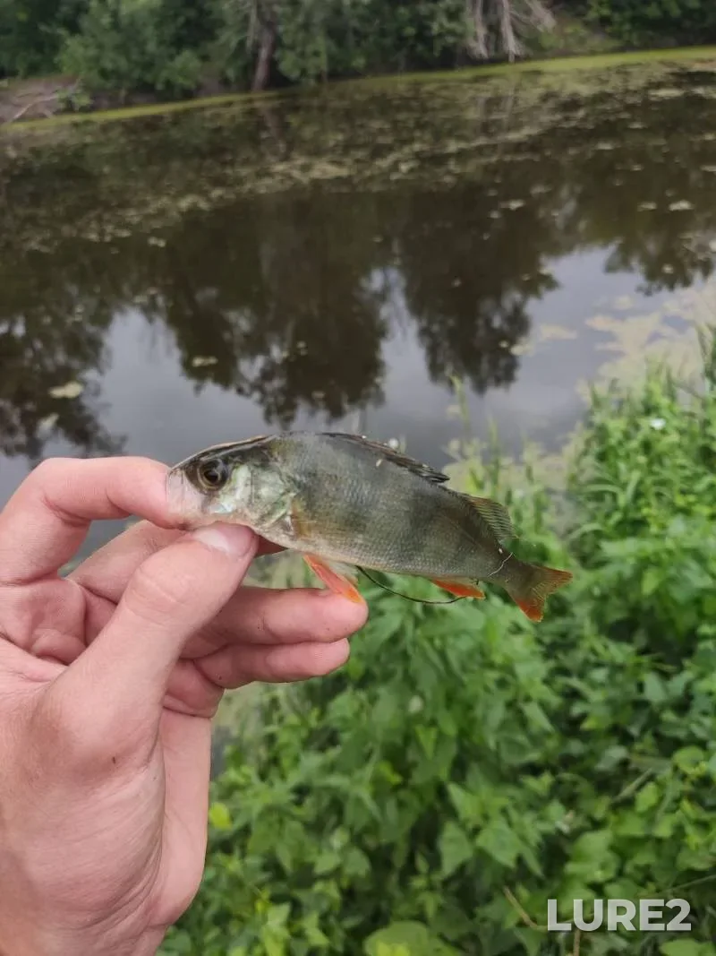 Perch, Pike — Vorskla, Aug 04, 2024, 3:57 PM