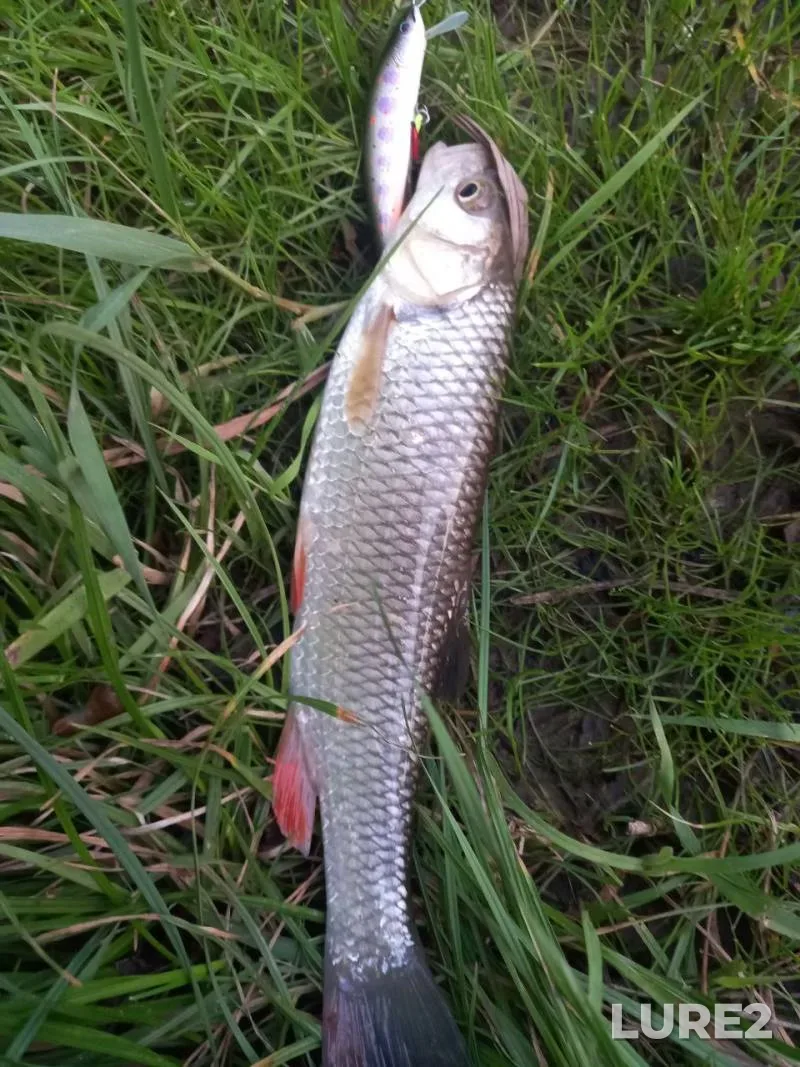 Perch — Lugavka, Jul 26, 2021