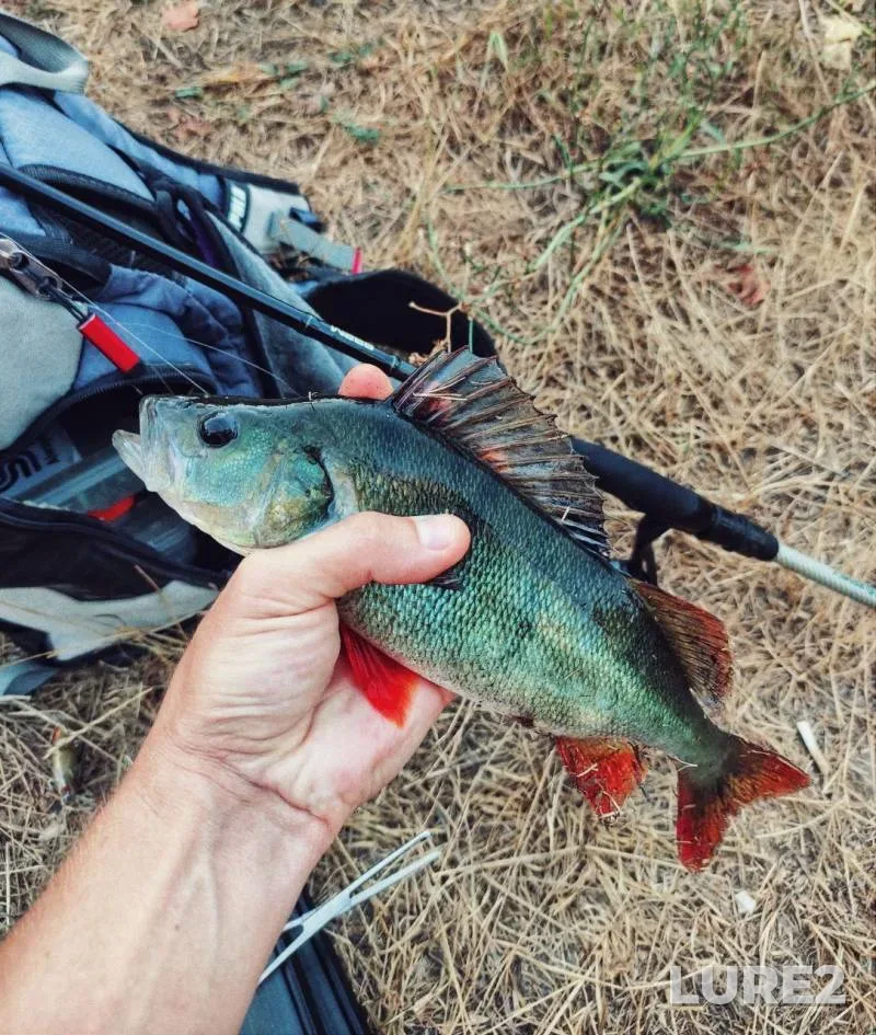 Perch — Vorskla, Aug 08, 2024, 3:07 PM