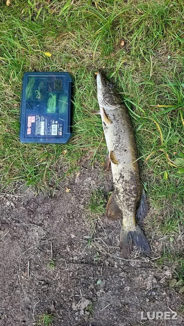 Pike — Kiїvska oblast, Aug 11, 2024, 2:35 PM