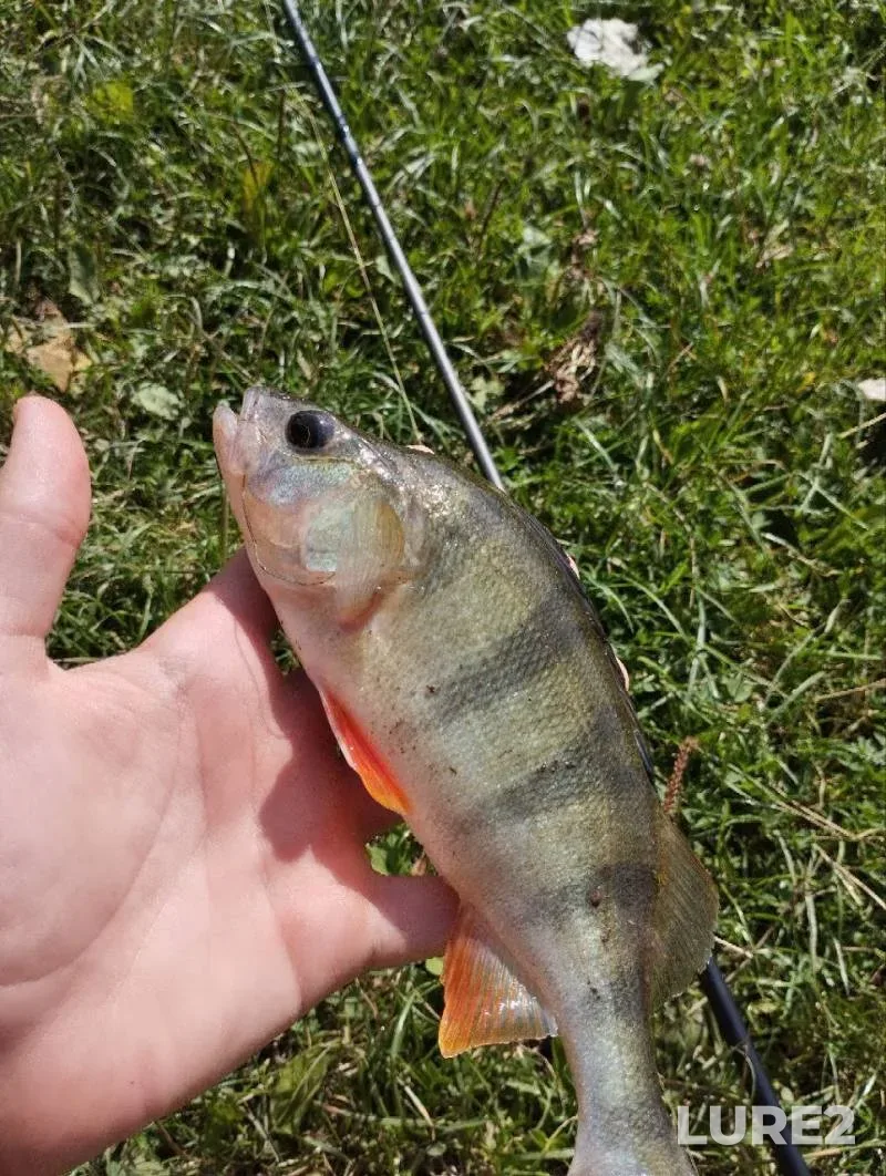 Crucian carp, Perch — Yuzhnyy Bug, Aug 10, 2024, 10:15 AM