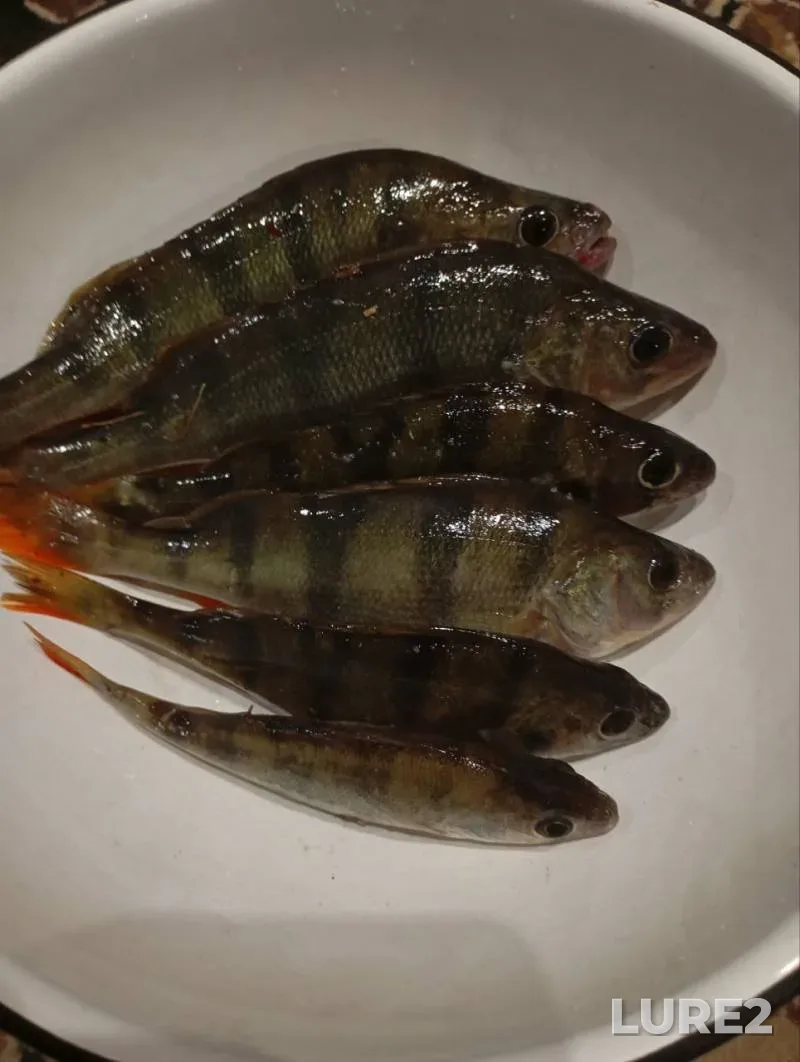 Perch — Lebedinoye, Aug 18, 2024, 7:02 PM