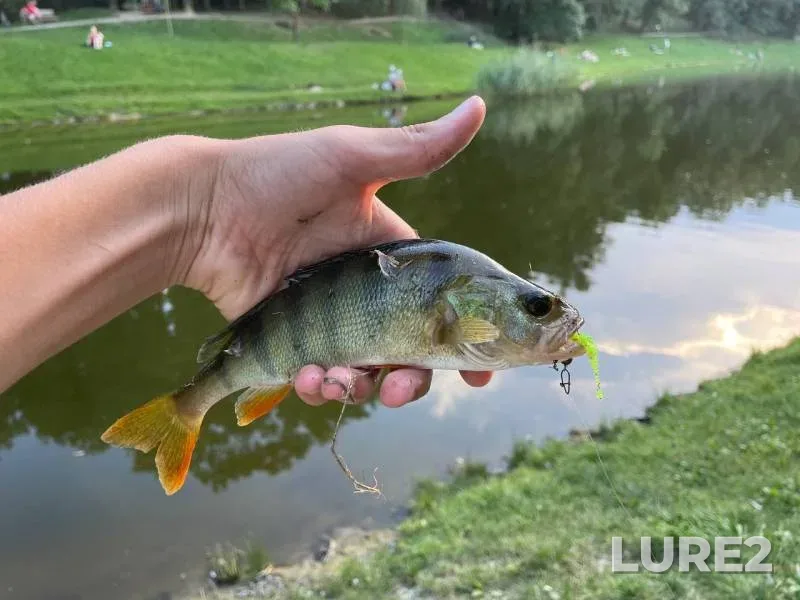 Perch — Peschanyye, Aug 22, 2024, 2:16 PM