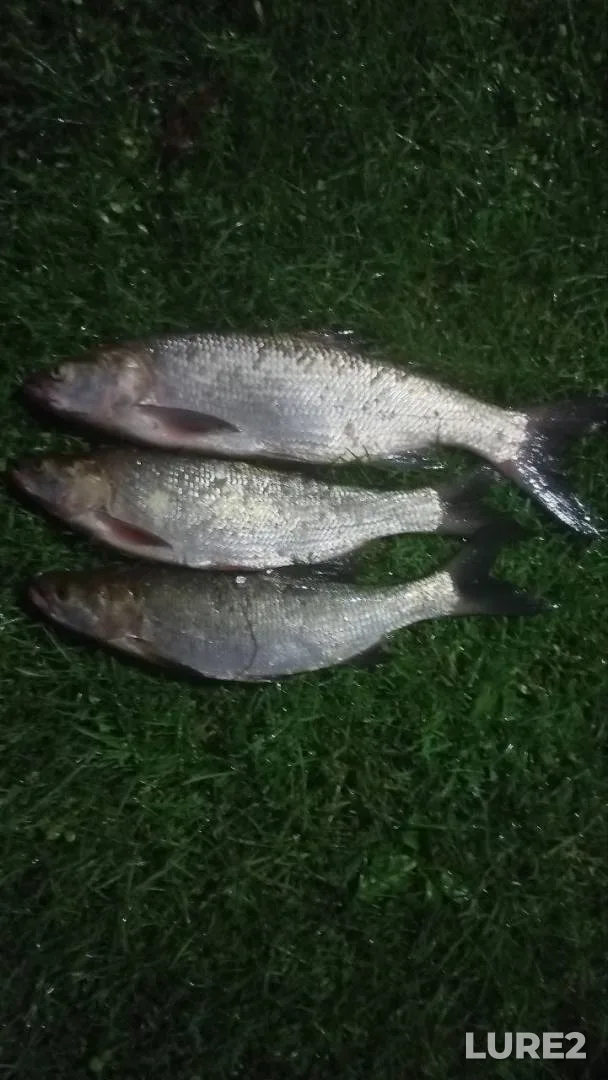 Perch — Tulskaya oblast, May 07, 2022