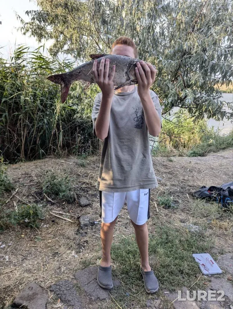 Carp, Silver carp — Bolshoy Adzhalykskiy liman, Aug 20, 2024, 10:27 AM