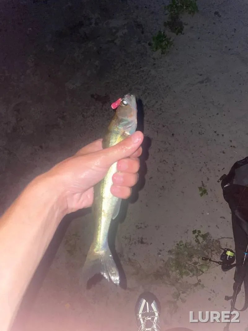 Zander — Kiїvska oblast, Aug 20, 2024, 8:45 PM