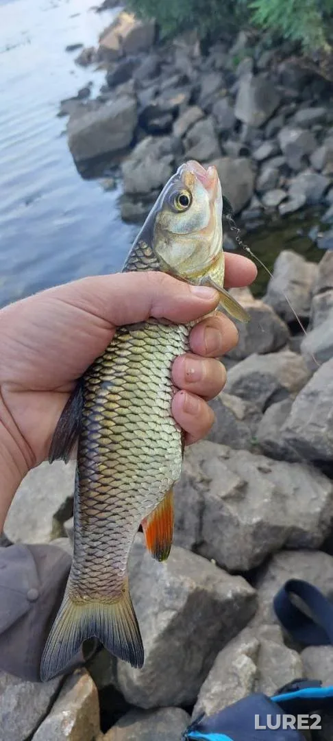 Chub — Dnepr, Aug 20, 2024, 9:48 AM