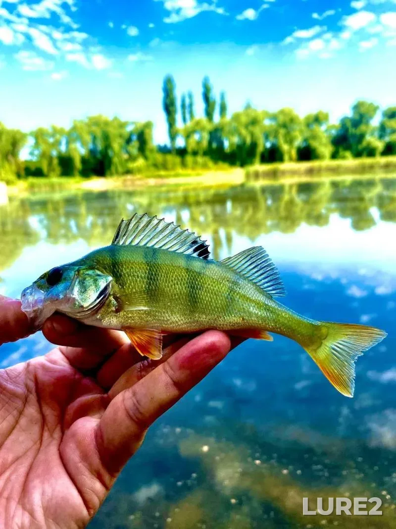 Perch, Pike — Khmelnitska oblast, Aug 21, 2024, 9:52 AM