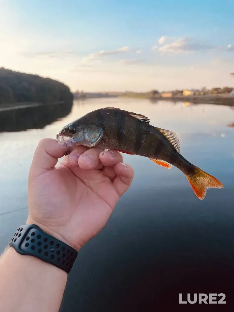 Perch — Seret, Aug 21, 2024, 7:17 PM
