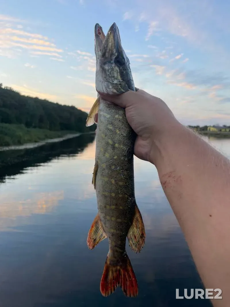 Bream, Roach — Neman, Aug 02, 2025