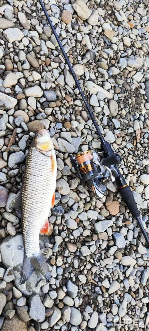Bream — Svisloch, Jul 10, 2025