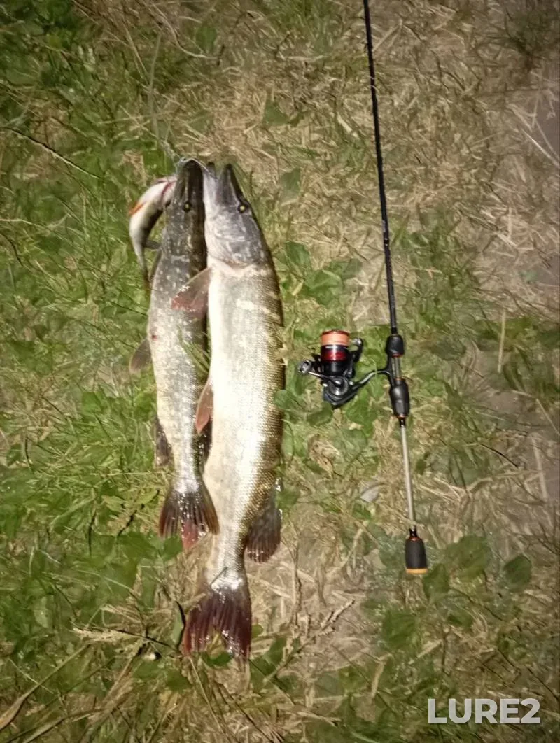 Perch, Pike — Serna, Aug 15, 2024, 8:53 PM