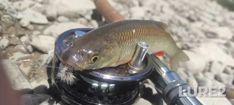 Bream, Perch — Mukhavets, Jul 17, 2025