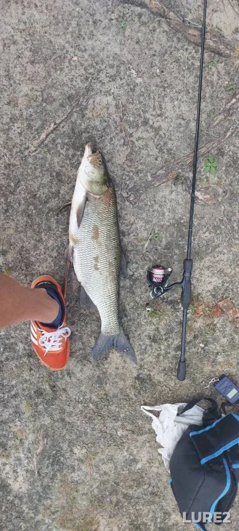 Bream — Mukhavets, Jul 08, 2025