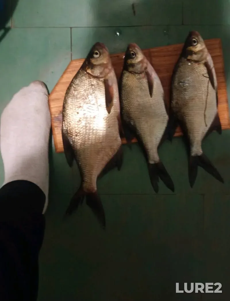 Bream — Dnestr, Jun 25, 2023, 7:13 AM
