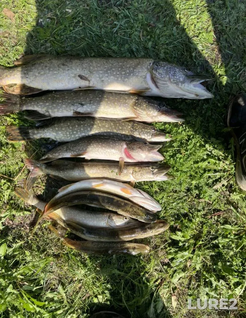 Bream — Sozh, Jul 07, 2025