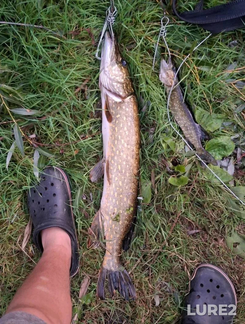 Pike — Dnestr, Oct 19, 2025, 8:15 AM