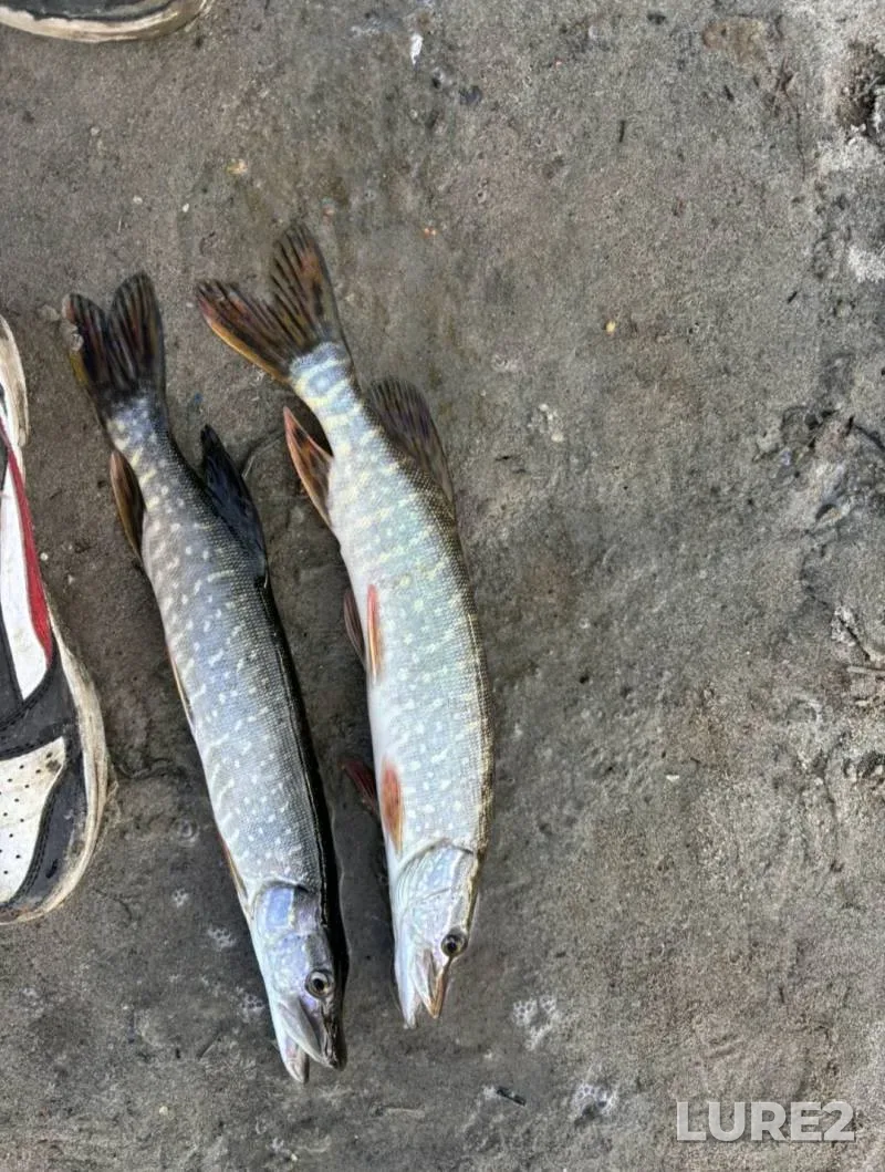 Pike — Dnestr, Oct 19, 2025, 8:18 AM