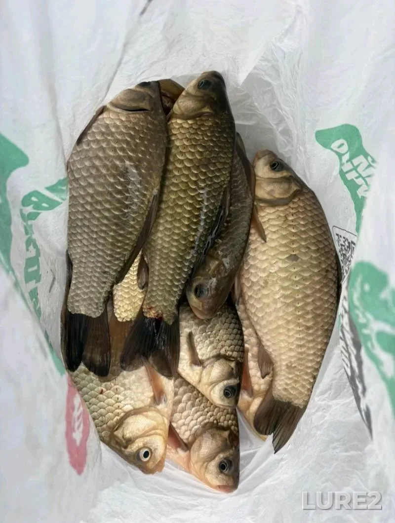 Roach — Krinitsa, Aug 08, 2025, 6:50 PM