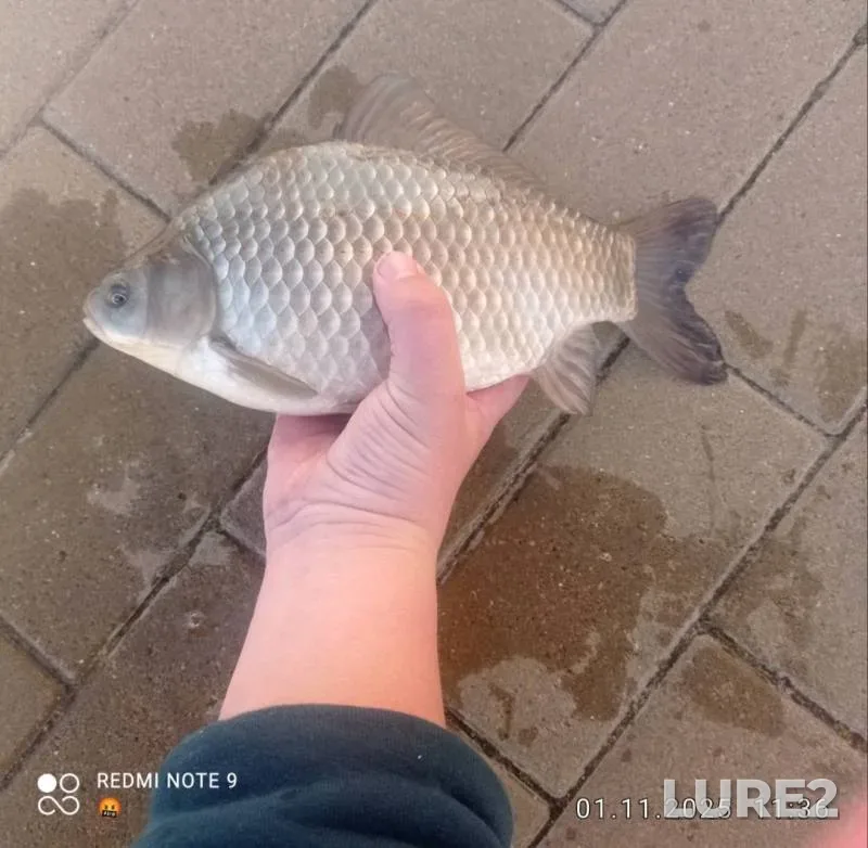 Pike — Tulovo, Aug 11, 2025, 3:30 PM