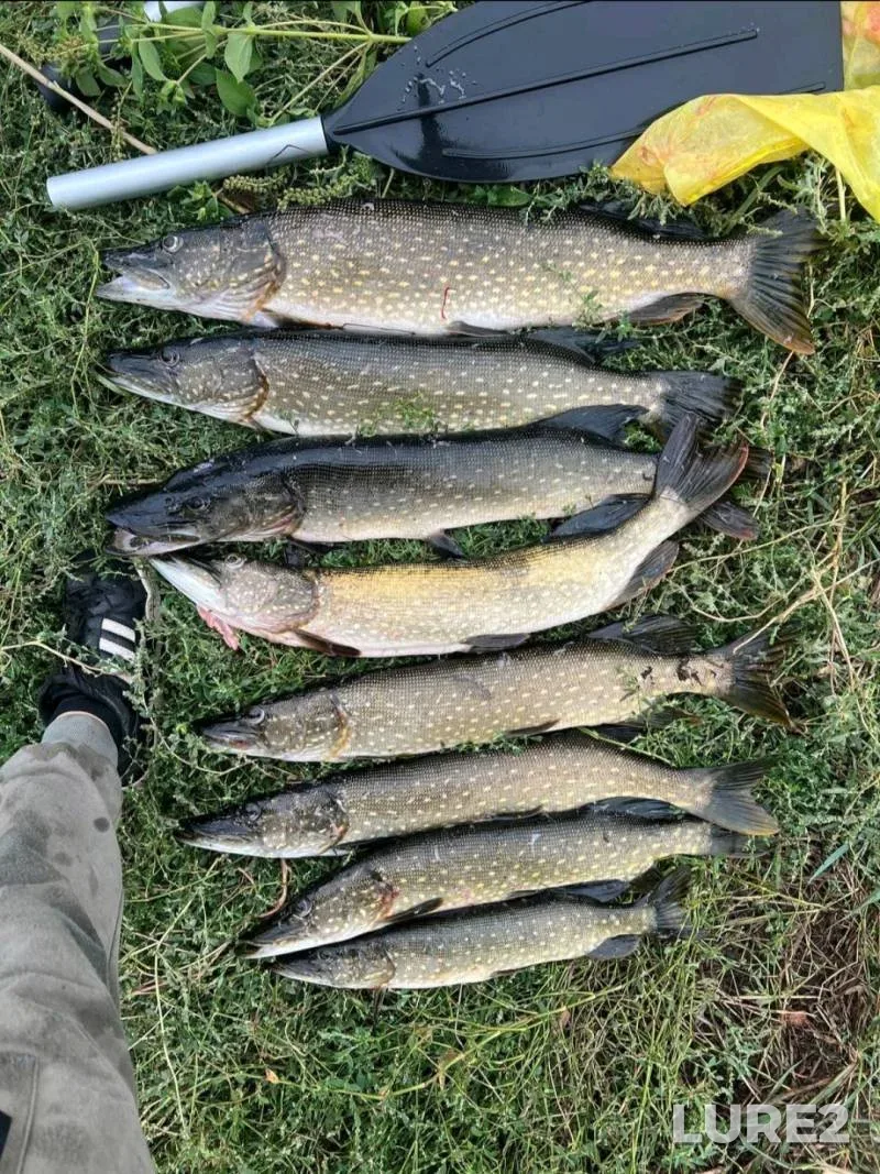 Pike — Tulovo, Aug 11, 2025, 3:30 PM