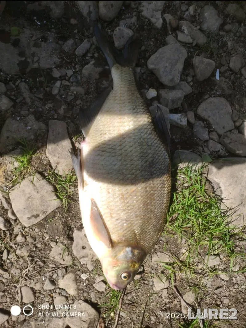 Bream — Dnestr, May 25, 2025, 3:53 PM