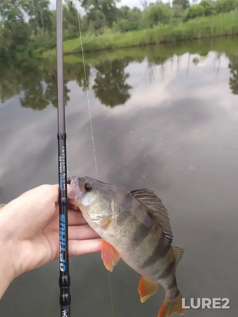 Perch — Kiїvska oblast, Aug 09, 2024, 5:46 PM