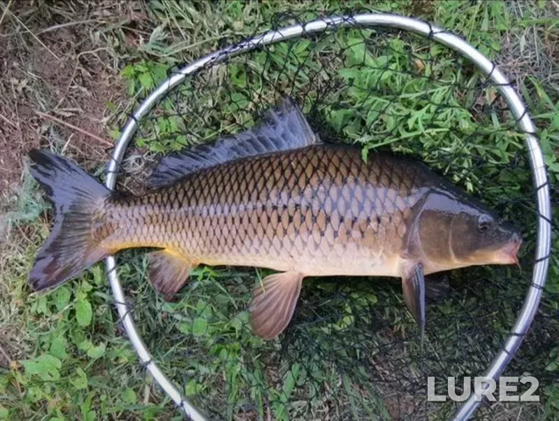 Perch — Vileyka, Jul 27, 2025, 10:00 AM