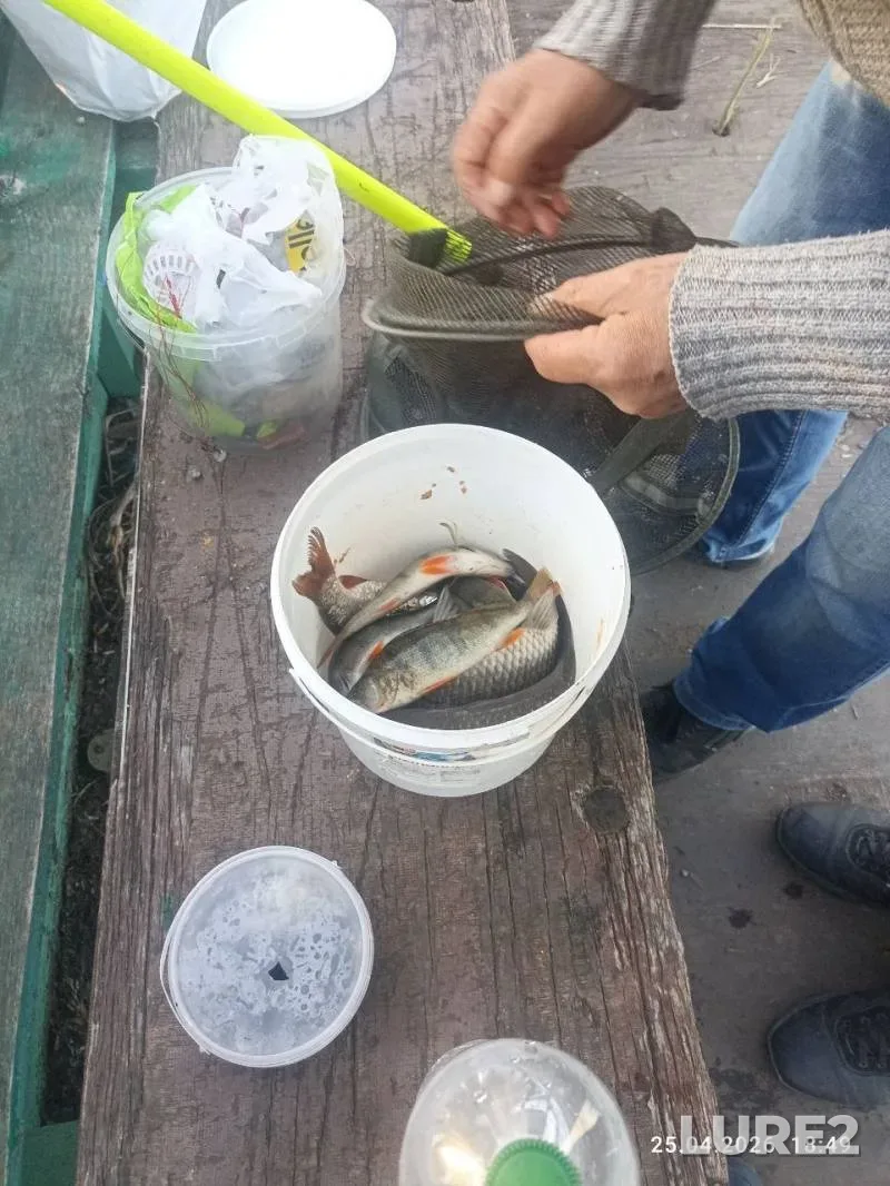 Crucian carp, Perch — Mikolaїvska oblast, Apr 25, 12:30 PM