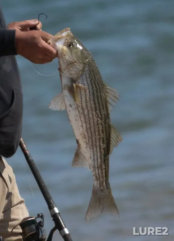 Striped bass — Massachusetts, Barnstable County, Jul 05, 2016, 6:06 PM
