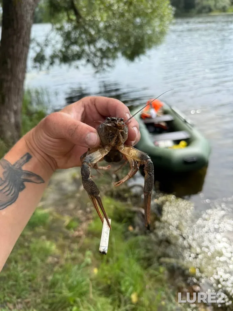 Zander — Magnitogorskoye, Jul 20, 2024