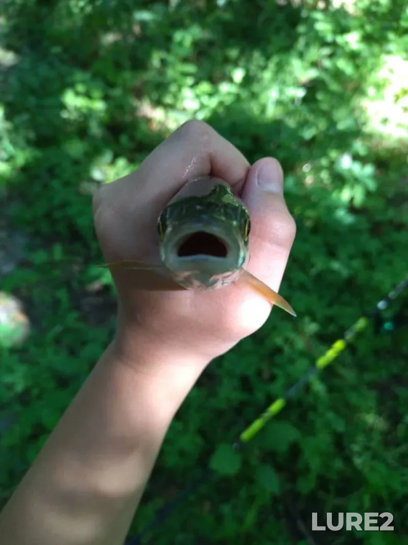 Carp — Kharkov, Aug 13, 2025, 9:03 AM