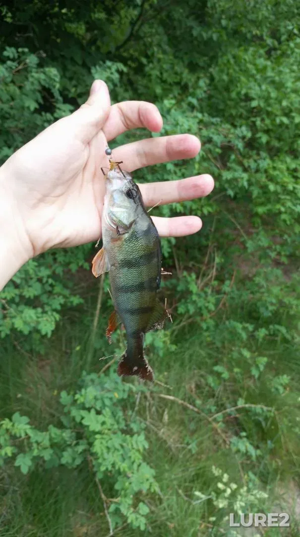 Perch — Zhitomirska oblast, May 26, 6:01 PM