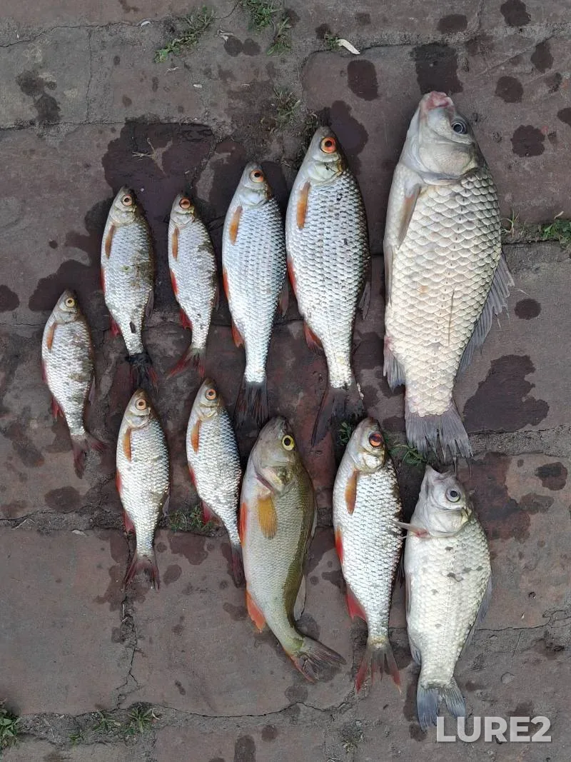 Crucian carp, Perch — Sumska oblast, Jun 06, 5:30 PM