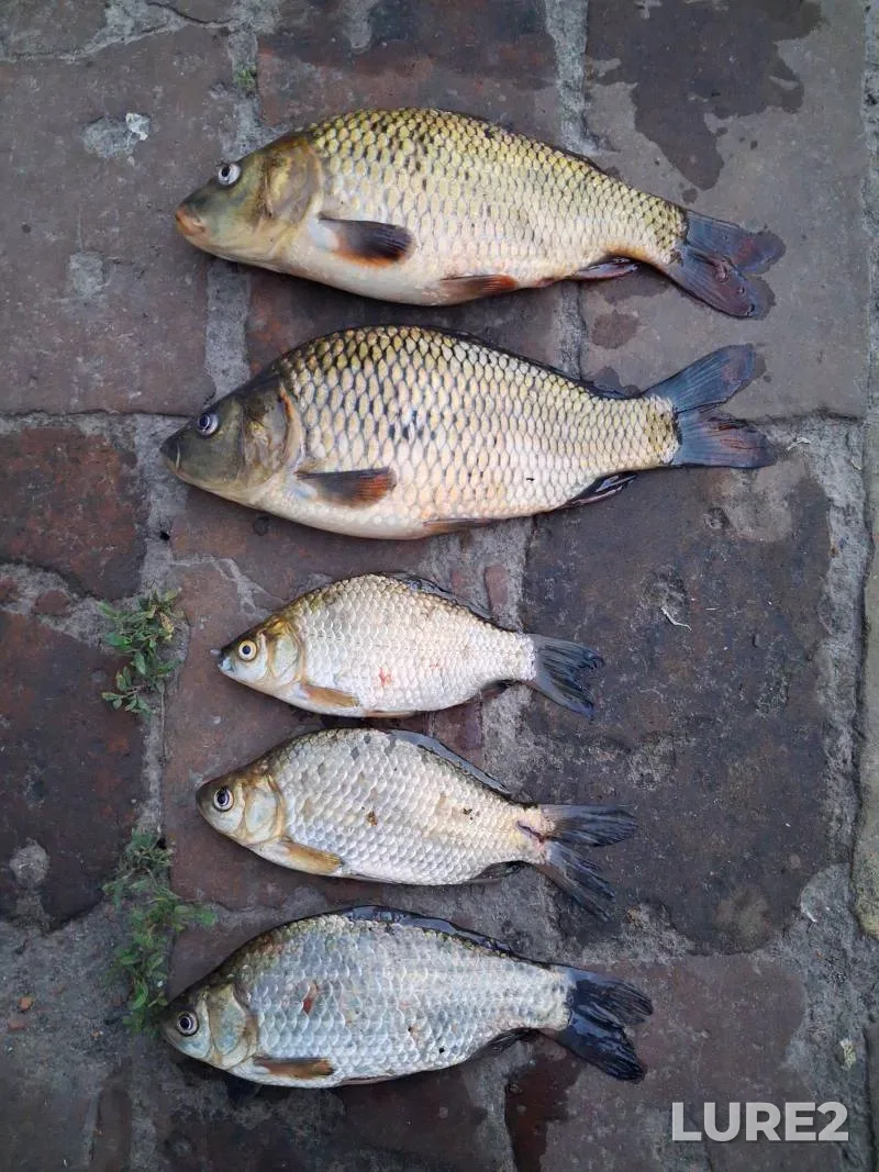 Carp, Crucian carp — Sumska oblast, Jun 09, 5:20 PM