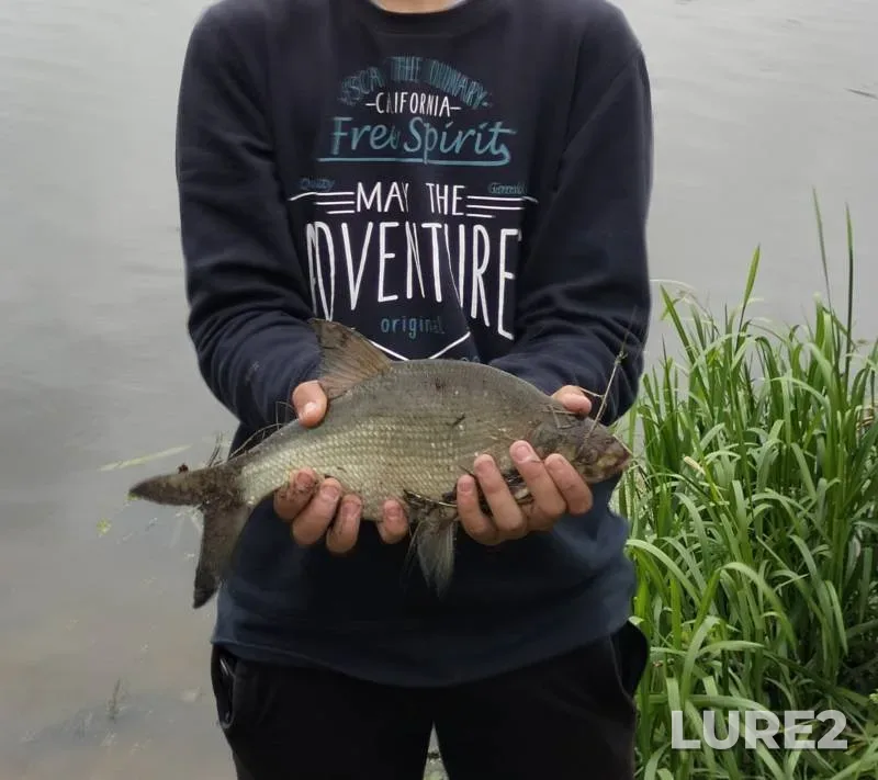 Bream — Brestskaya oblast, Pinskiy rayon, Aug 06, 2025, 1:07 PM
