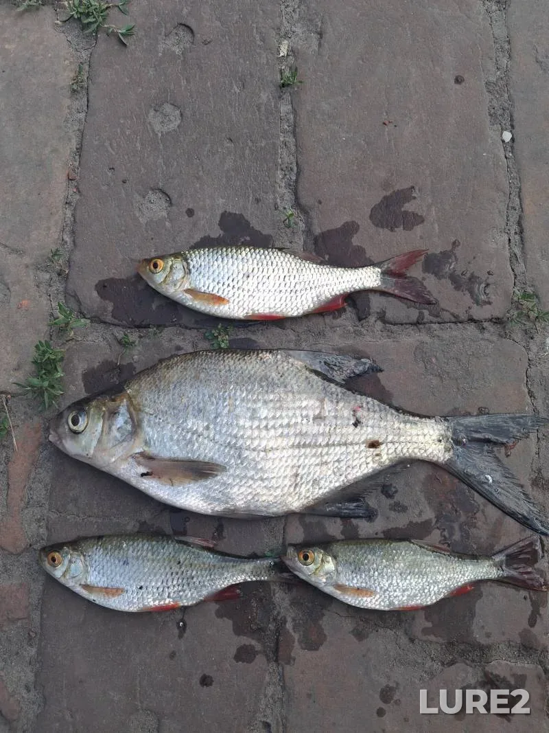 Perch — Drut, Aug 10, 2025, 3:00 PM