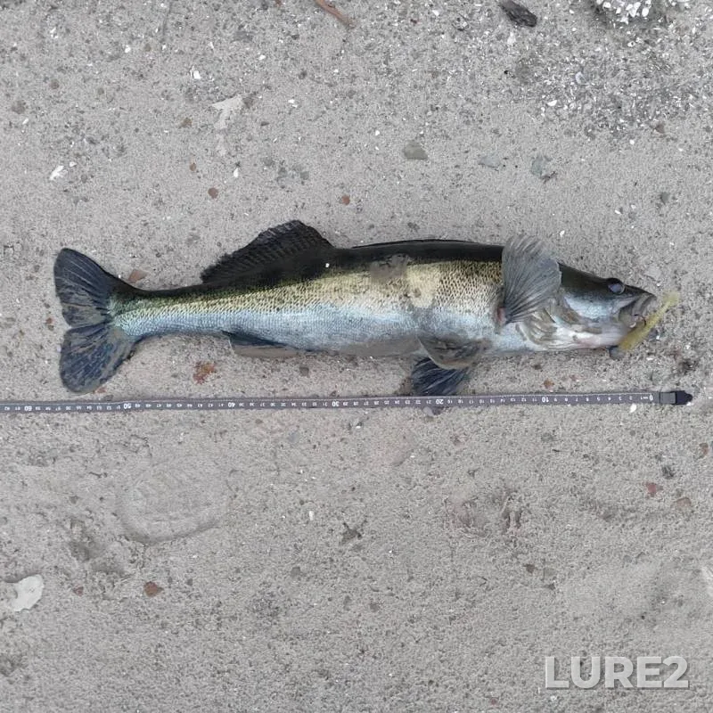 Crucian carp — Vitebskaya oblast, Tolochinskiy rayon, Aug 14, 2025, 7:00 AM