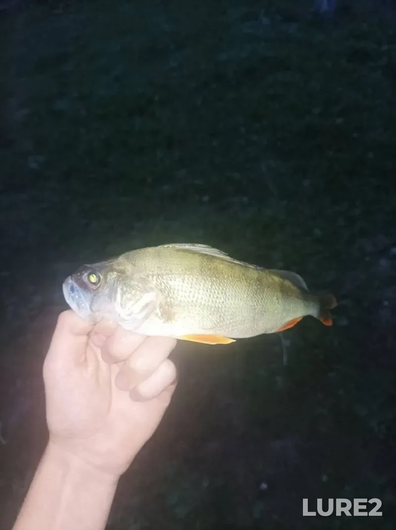Pike — Vitebskaya oblast, Tolochinskiy rayon, Aug 14, 2025, 8:00 AM