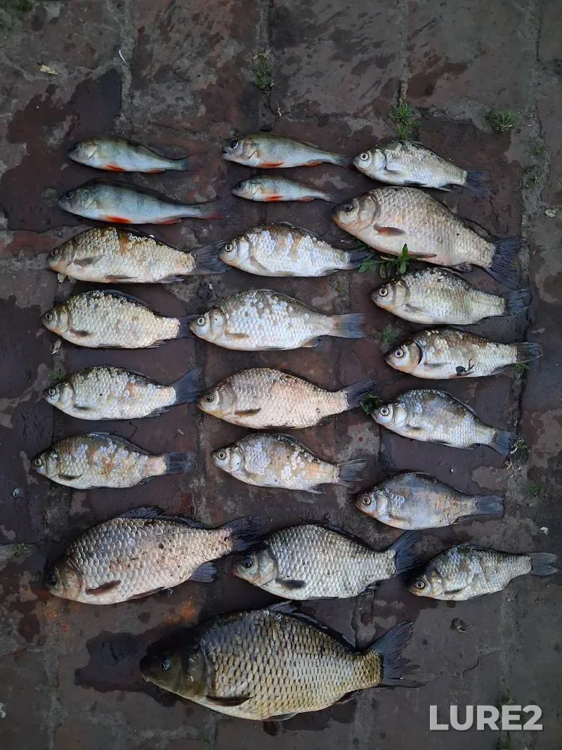 Perch — Vitebskaya oblast, Tolochinskiy rayon, Aug 14, 2025, 8:10 AM