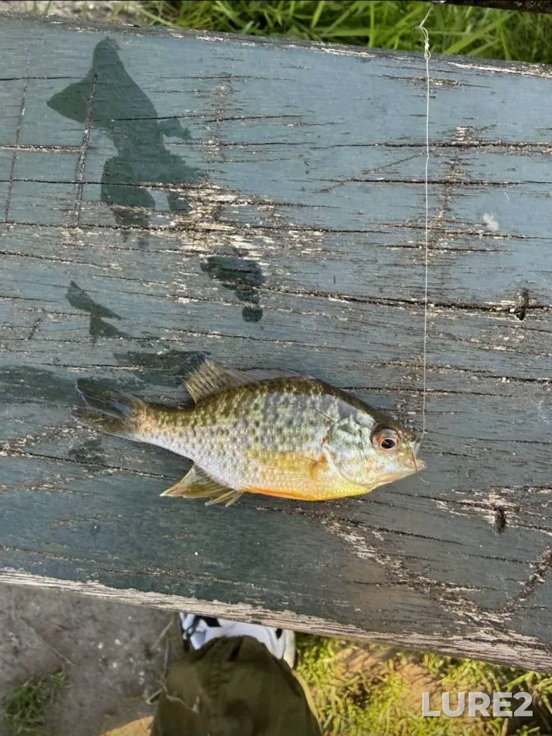 Pike — Berezina, Aug 12, 2025, 11:00 AM