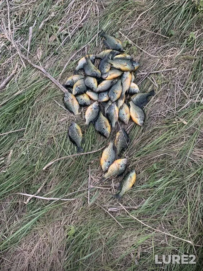 Carp — Yaselda, Aug 15, 2025