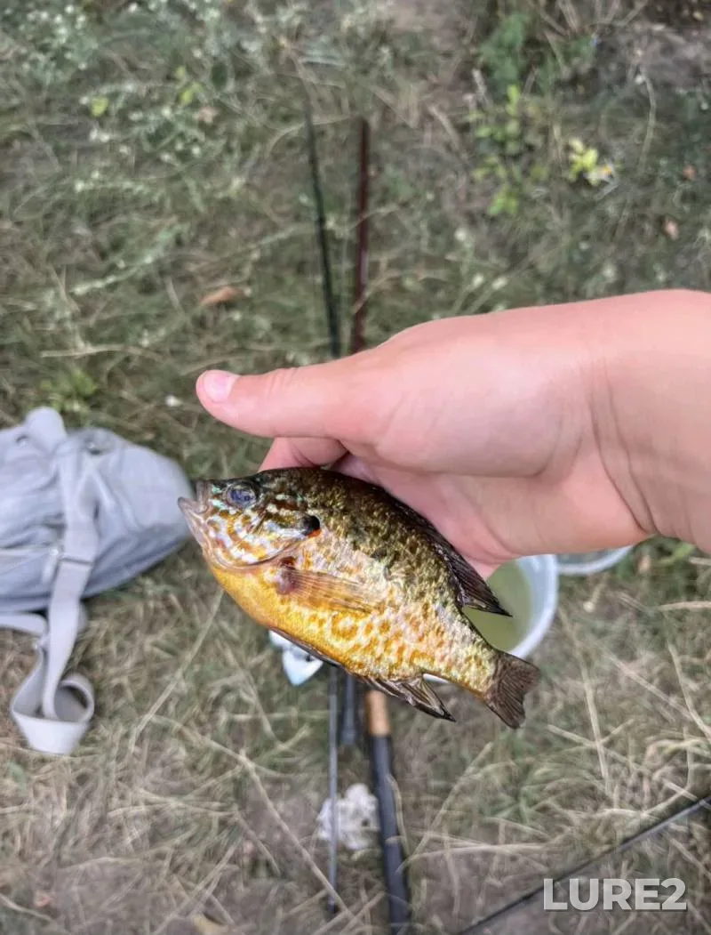 Roach — Zelvyanka, Aug 11, 2025