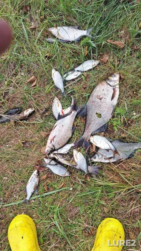 Bream, Wels catfish — Mukhavets, Aug 13, 2025