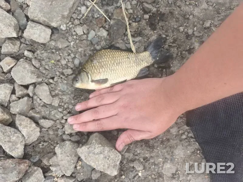 Crucian carp — Saksagan, Jun 17, 3:30 AM