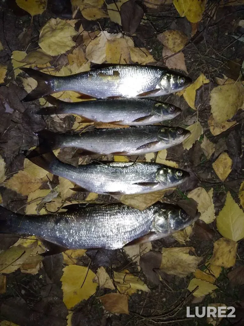 Crucian carp — Yaselda, May 24, 2025, 4:52 AM