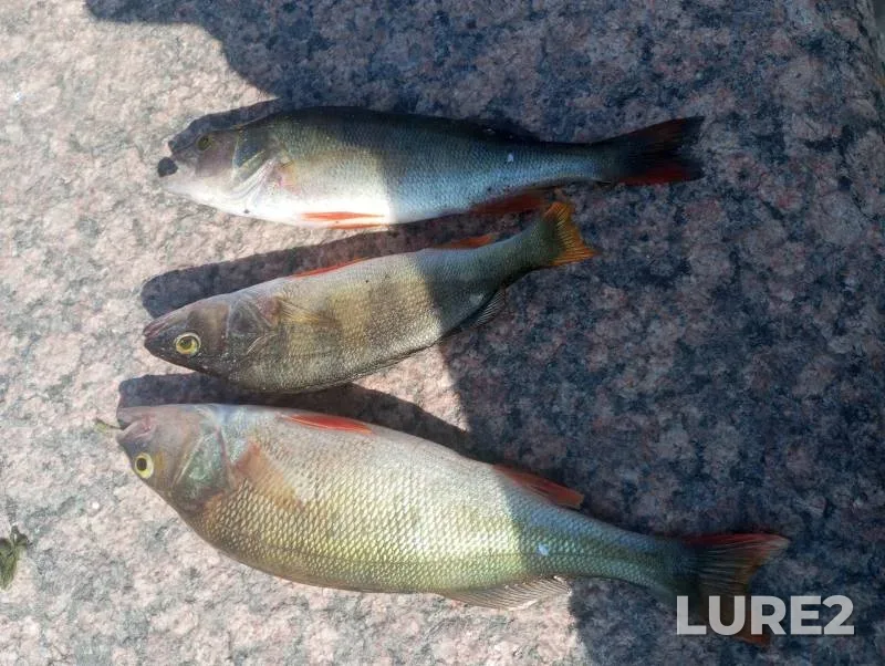 Perch — Neva, Jul 30, 2024
