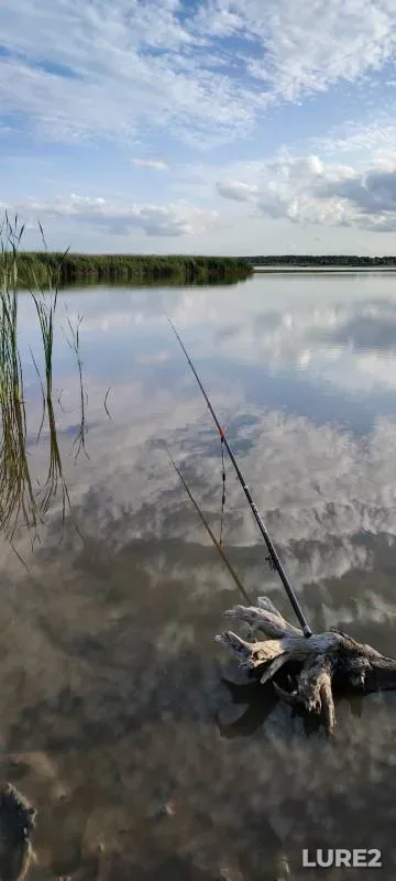 Crucian carp, Roach — Lan, Jul 04, 2025